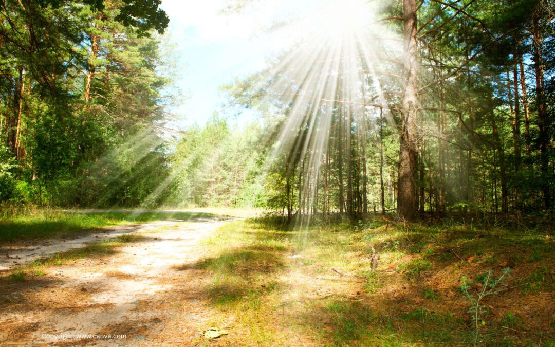 Prudence en forêt – risques accrus en période de sécheresse et de chaleur