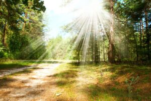 Prudence en forêt – risques accrus en période de sécheresse et de chaleur